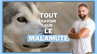 Race de chien Malamute d'Alaska : caractère, dressage, comportement, santé de ce chien de race...