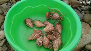 kelomang besar, mencari dan menemukan kelomang, Umang-Umang, hermit crab, Umang besar di pantai