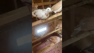 How to care ringneck doves My farm 👏￼