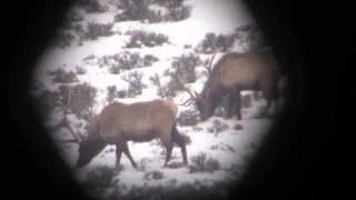 Winter Range Bull Elk and one Buck