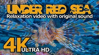 Under Red Sea  - Incredible Underwater World - Relaxation Video with Original Sound (NO LOOP) - #1