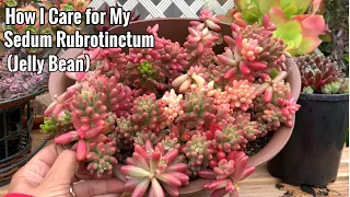 How I Care For My Sedum Rubrotinctum (Jelly Bean)