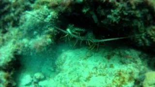 Florida Spiny Lobster-GoPro Hero HD