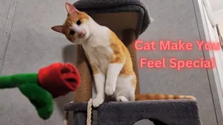 Cat People will Understand, How Special they Make you Feel 🥰 Funny Cat Videos 🤣Must Watch Full 😂