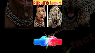 pitbull vs leopard #shorts