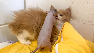 A RAT PLAYS WITH MAINE COON KITTENS / Cougars and lynxes rejoice at meeting