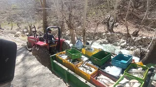 Loading Ghazal Ela fish from fish farming in mountainous and inaccessible areas