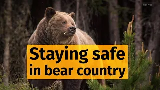 How to avoid (or survive) a bear attack