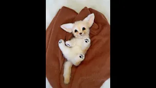 Лисёнок Фенек Fennec fox doll