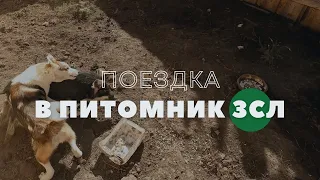 Поездка в #питомник Урал #зсл к Якименко О. Пополнение в команде, Зея