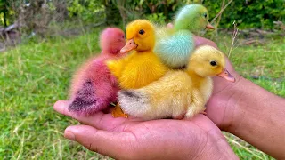 Catch cute  chickens and ducks colorful ,multicolored chicken, rainbow chicken, cute animals#51