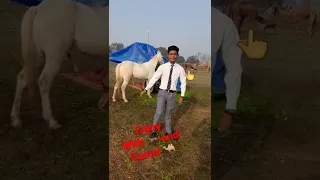 😀#, Funny video #!😀 Enjoy With Horse 🐎  and Camels  🐫