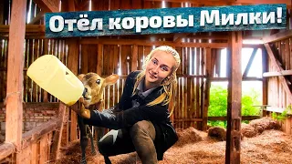 Отёл коровы Милки и ВАЖНОЕ объявление! | Молодая Ферма