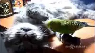 Наглый попугай троллит кота, parrot and cat