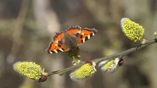 Aglais urticae - Babočka kopřivová