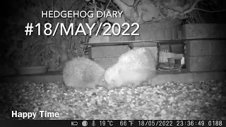 Hedgehog Diary; Hedgehog Mating Dance (#18/May/2022)