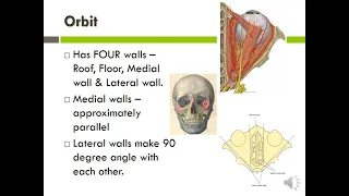Anatomy of the orbit