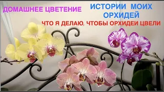 ORCHIDS REPEATING BLOOMING. MY ORCHIDS STORIES. WHAT DO I DO TO MAKE THEM KEEP BLOOMING.