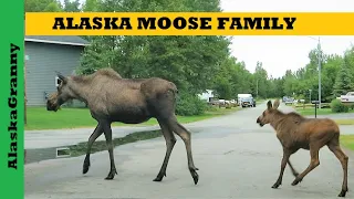 2 Moose Baby and Mother Moose Eating Alders By The Road Alaska