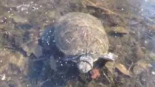 Turtle under ice, Черепаха подо льдом, Головинский пруд, Golovinskiy