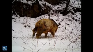 Camera trap captures videos of rare wild animals in NW China