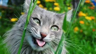 Смешные коты приколы с котами до слез 2019 |  Funny cats fun with cats to tears
