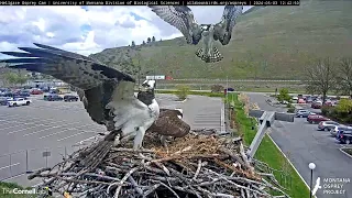 New Guy and Iris defend their nest         12 42 26 5 3 24