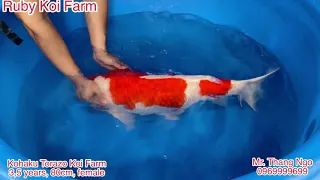 Phân tích Kohaku 3,5 tuổi, 80cm, female của nhà lai tạo Torazo Koi Farm. #koi #koikohaku