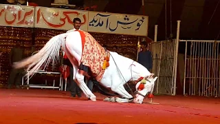 horse dance 2019 Lucky irani circus