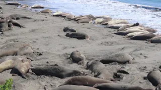 Elephant seals line up along the wet sand to cool off - Filmed in March 2021