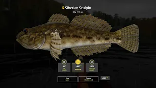 RF4 - Double Trophy Siberian Sculpin - Trophy Spot