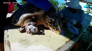 Repair of shark damage to a hawksbill turtle