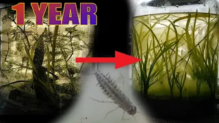 I Put Plants & Animals in a Jar for a Year, This Happened | Spring ecosphere 1 year update