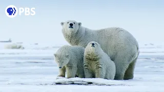 Polar Bears Search for Scraps in Changing Climate