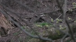 Wild Scottish Badgers: more troublesome cubs