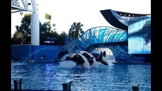 One Ocean Shamu Show with 6 Orca Whales