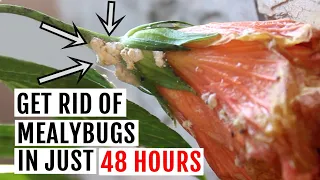 How to Get rid of Mealybugs on Plants Naturally [Fast & Organic Way]