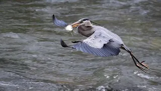 Great Blue Heron eats Alewife Herring