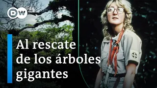 Árboles gigantes: guardianes del clima | DW Documental