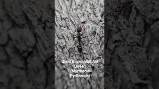 Giant Brown Bull Ant - Myrmecia Pyriformis - #ants #antkeeping #bullants #myrmecia