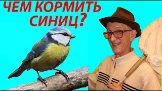 Чем и Как Кормить Птиц Зимой? Хлеб и Пшено Можно или Нет? Какой корм можно давать птицам зимой?