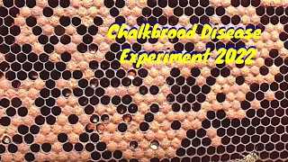 Chalkbrood Disease Experiment - 2022     #ALLAussieContent