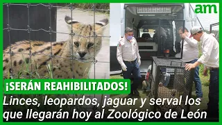 Llegarán 6 felinos rescatados al Zoológico de León de la Fundación Black Jaguar-White Tiger