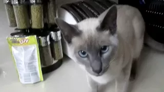 Gandalf, The Blue Point Siamese Cat.