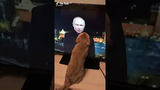 котик лижит путина.