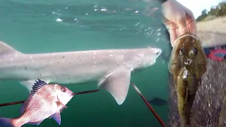 CRAZY SHARK encounter while SPEARFISHING port phillip bay.