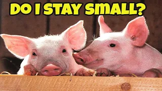 what are some interesting facts about pigs? Fun Facts about Pigs