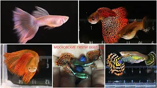 АКВАРИУМНЫЕ РЫБКИ ГУППИ, КОТОРЫЕ МЫ РАЗВОДИМ В 2023 году / GUPPY FISH THAT WE ARE BREEDING IN 2023