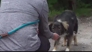 Abandoned Chernobyl dogs being adopted by Americans