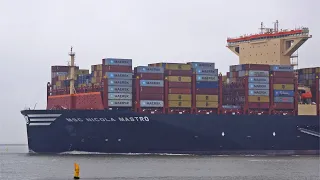 GIANT MSC NICOLA MASTRO ON RIVER WESTERSCHELDE - 4K SHIPSPOTTING WALSOORDEN NETHERLANDS 12/2023